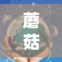 蘑菇VPN网络优化方案